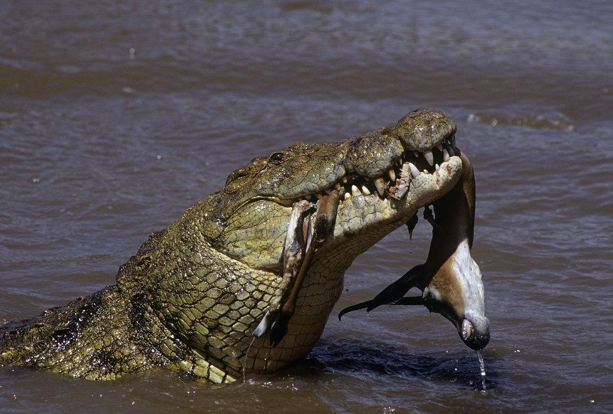 鳄鱼