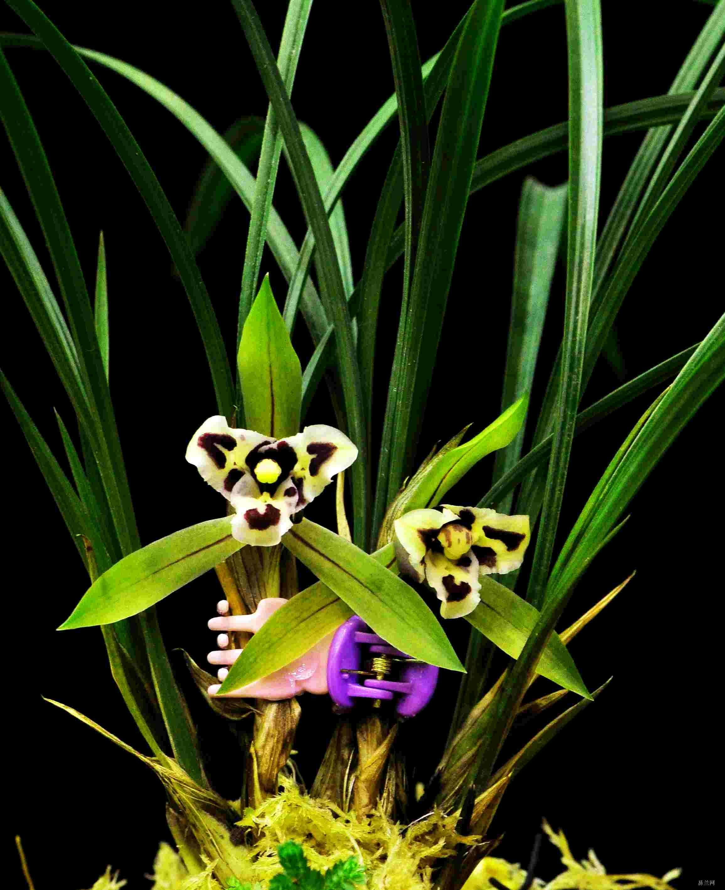  p data-id="gnwj70oels">三星蝶是中国兰花捧蝶中全蝶化程度最高的