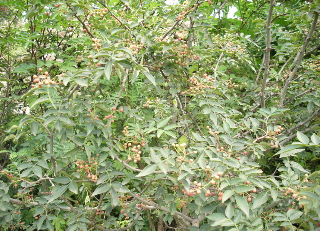  p>异叶花椒,学名:zanthoxylum ovalifolium wight.