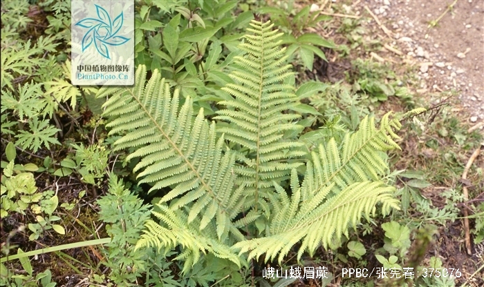  p>峨山蛾眉蕨(学名:lunathyrium wilsonii)为 a target="_blank"