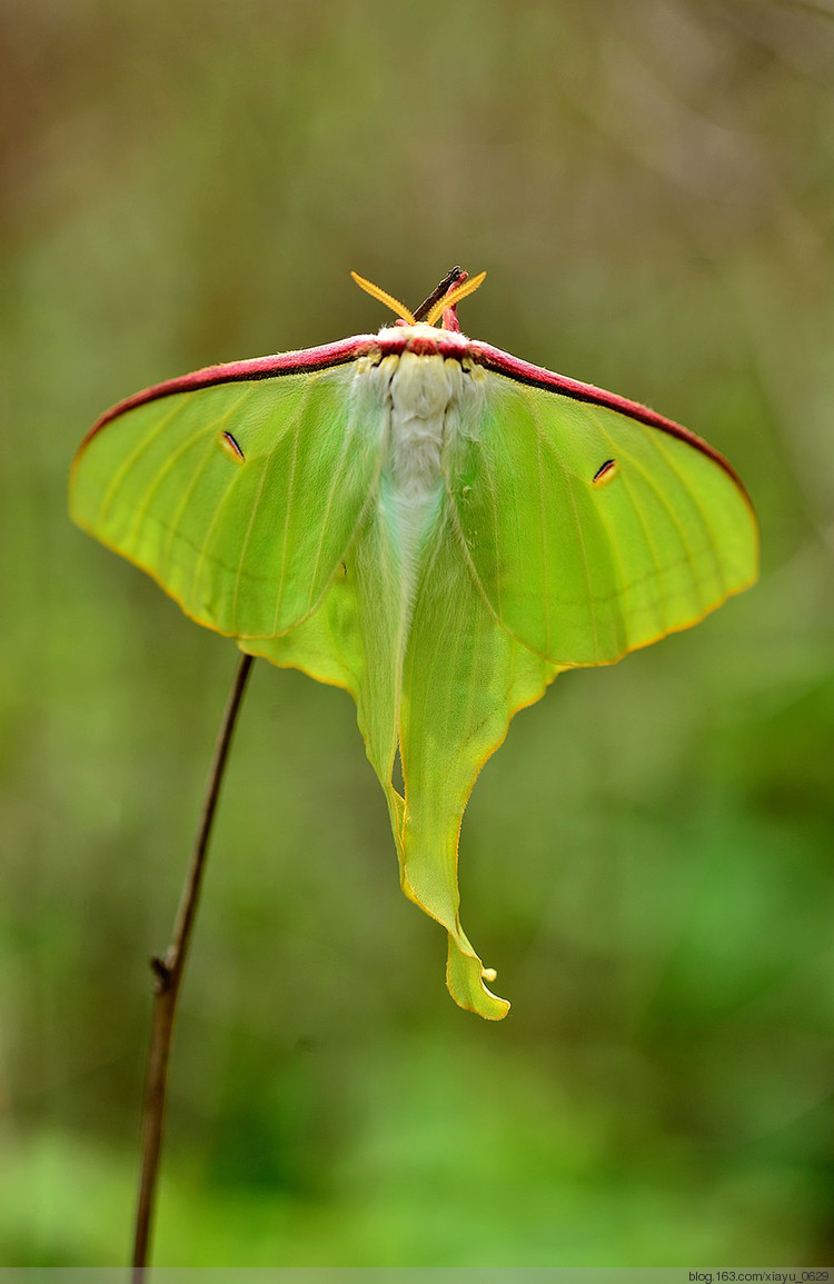 一种中大型 a href="#">蛾类 /a>,是 a href="#">长尾水青蛾 /a>的 a