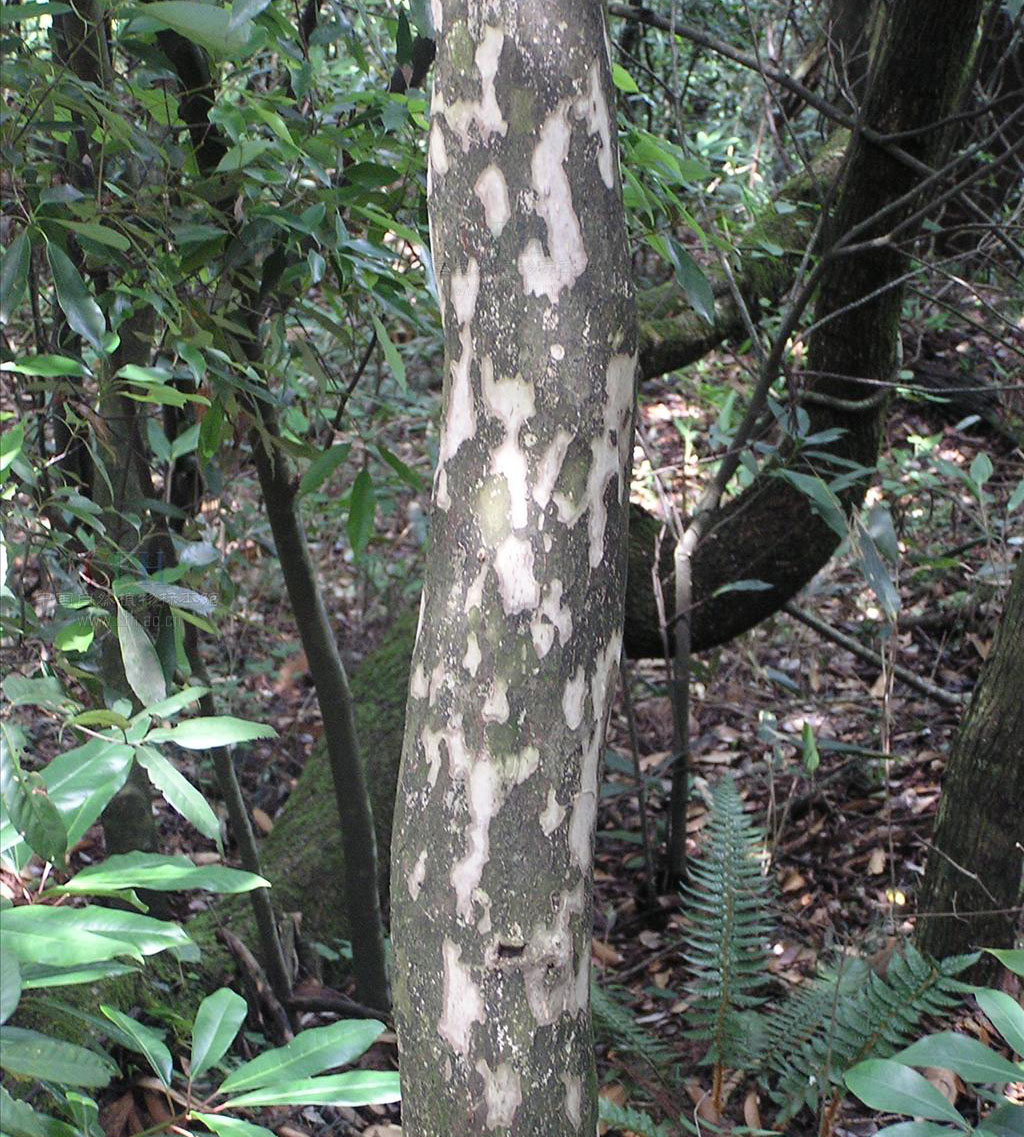 豹皮樟