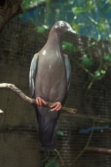  p>纯色鸽(plain pigeon),拉丁学名为columba inornata,命名于vigors