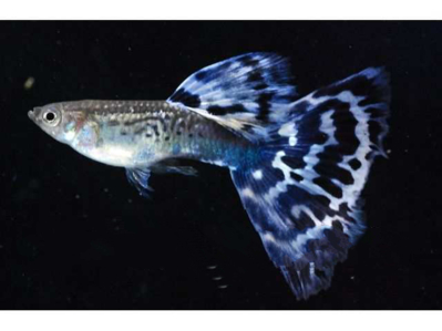 花鳉科 百度百科