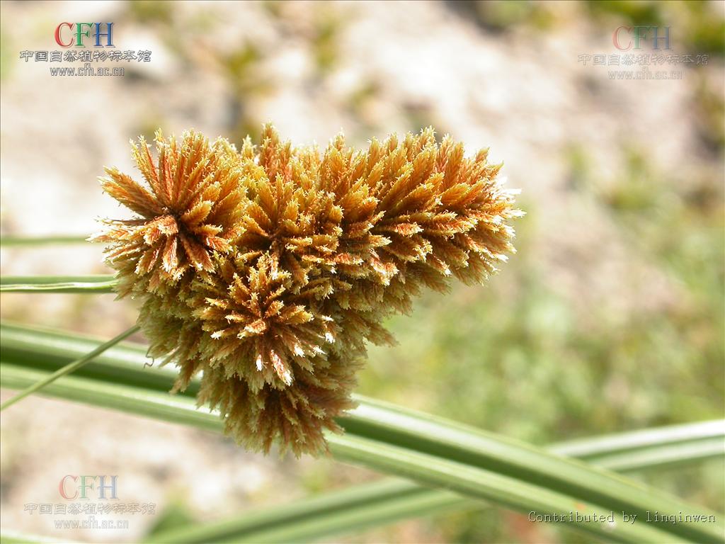 别名: a target="_blank" href="/item/球穗扁莎草/10682761" data