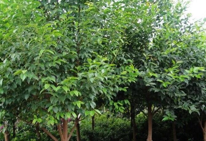  p>毒药树(学名: i>sladenia celastrifolia /i> kurz)是猕猴桃科毒药