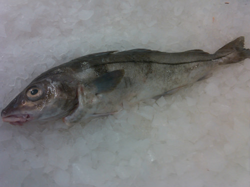  p>黑线鳕 , a href="#" data-lemmaid="16182438">鳕科 /a>黑线鳕的