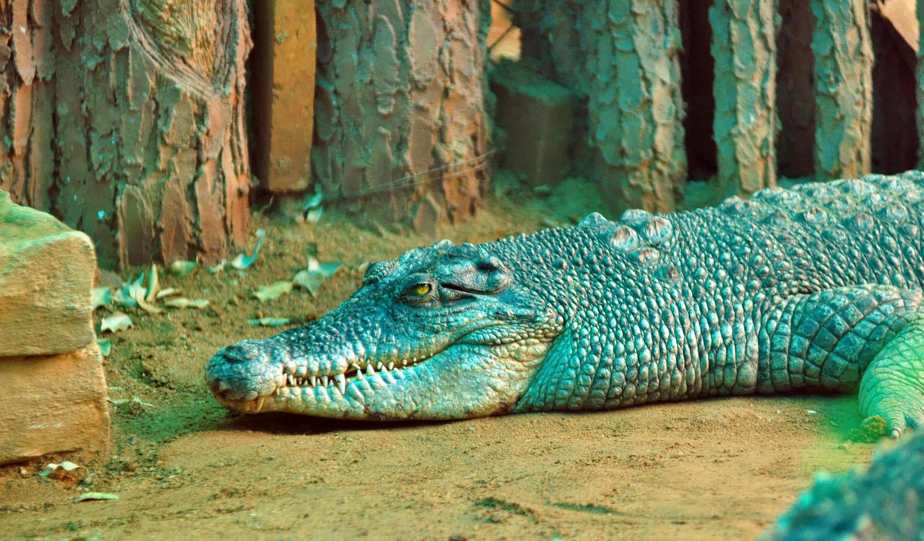  p>亚洲鳄是体型不是很大的鳄鱼品种中的一种,喜欢生活在沼泽地带