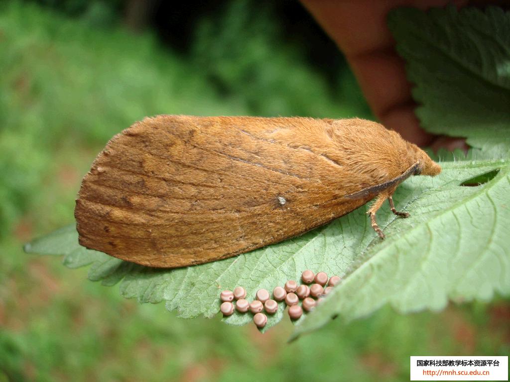  p>思茅松毛虫, i>dendrolimus kikuchii /i> matsumura,又名褚色松