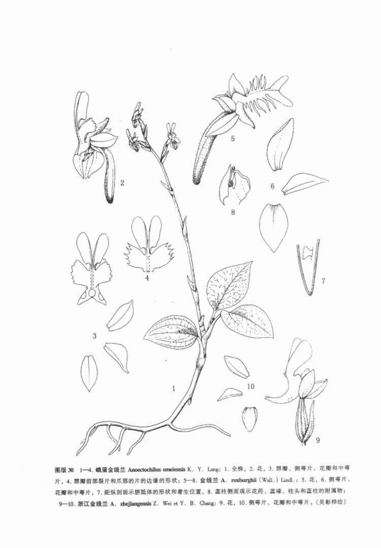 花粉囊 百度百科