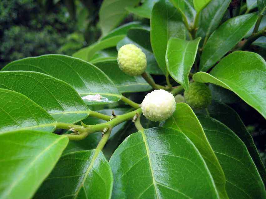  p>白桂木(学名: i>artocarpus hypargyreus  /i>hance)是桑科波罗蜜