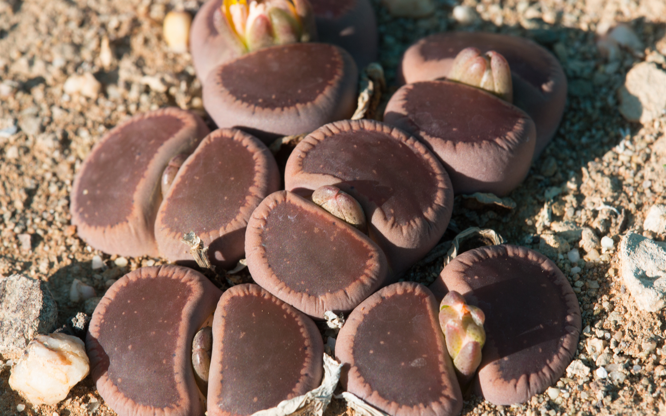  p>生石花(学名: i>lithops /i> n. e. br.