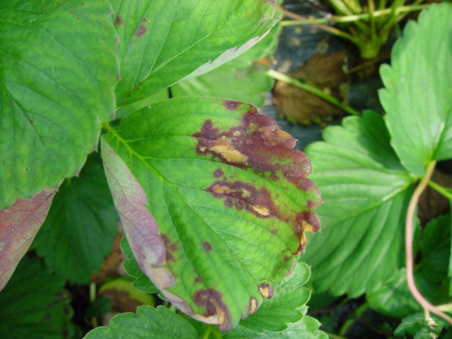  p>草莓角斑病(angular leaf spot of strawberry)是草莓生产上的主要