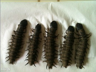  p>爬沙虫,狭义定义为 "广翅目巨齿蛉属和部分大型齿蛉属幼虫的俗称"