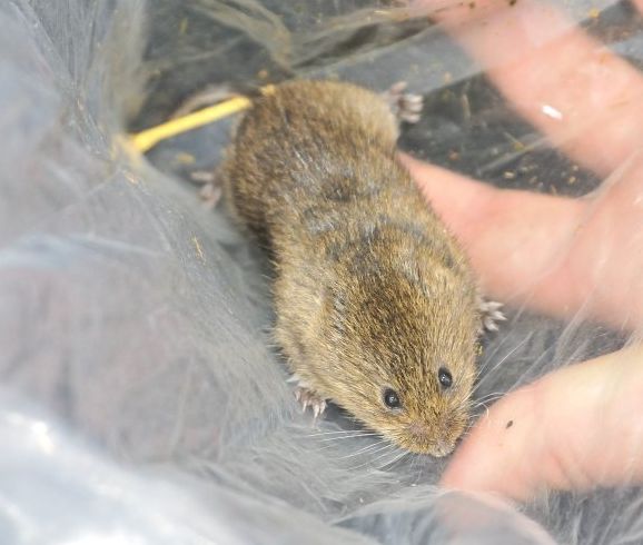  p>根田鼠(学名: i>microtus oeconomus /i>)体