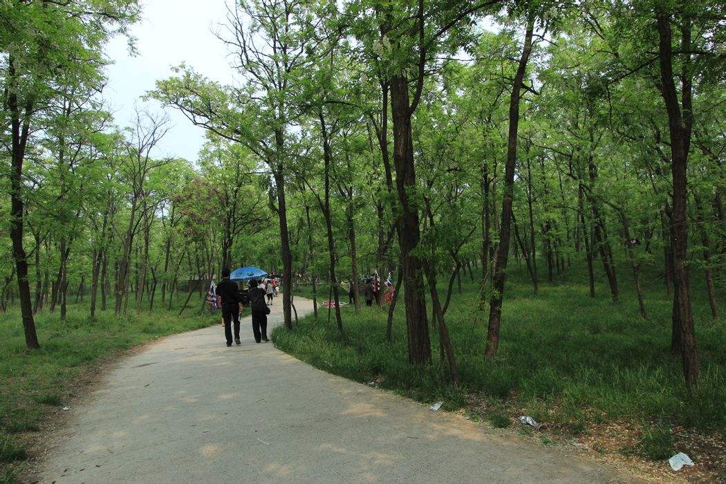 新乡市黄河故道森林公园