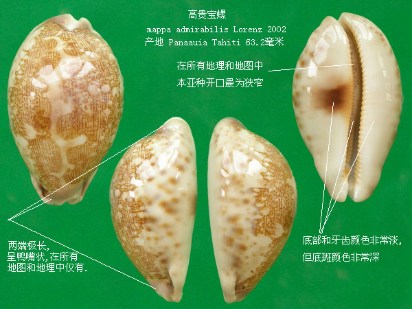  p>地理宝螺(学名:leporicypraea geographica geographica)是腹足纲