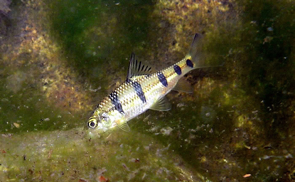 体细长,侧扁,头后背部稍隆起,腹部圆而呈浅弧形.头中等