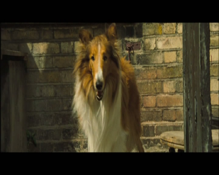  p data-id="gnbuhbf96w">《新灵犬莱西》是由英国,法国,爱尔兰,美国