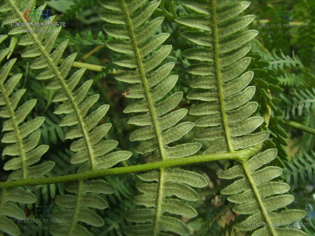 上部浅禾秆色,无毛;叶片卵状三角形,长宽各约70厘米,四回羽裂;基部羽