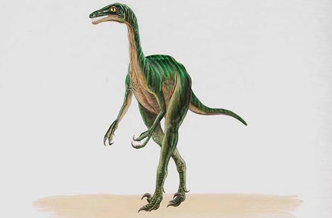 卞氏龙(bienosaurus)