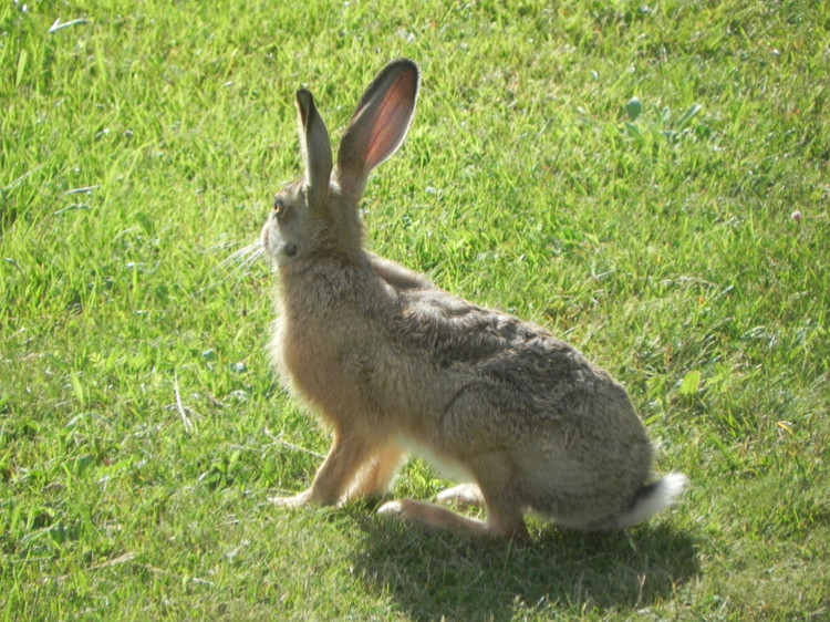  p>野兔子是哺乳类兔形目,草食性 a target="_b