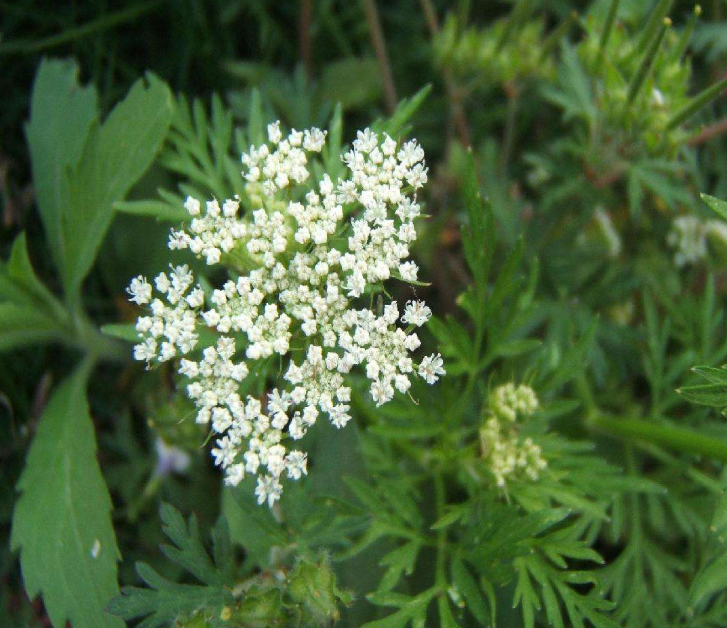  p>辽藁本(学名: i>ligusticum jeholense /i> (nakai et kitagawa)