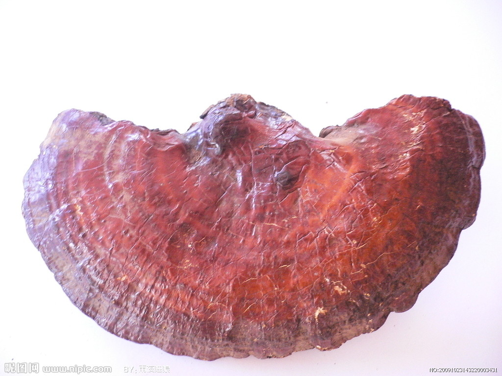 ganoderma daiqingshanense