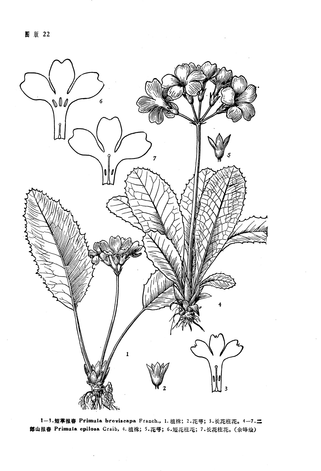  p>短葶报春( a href="#">学名 /a>:primula breviscapa franch.