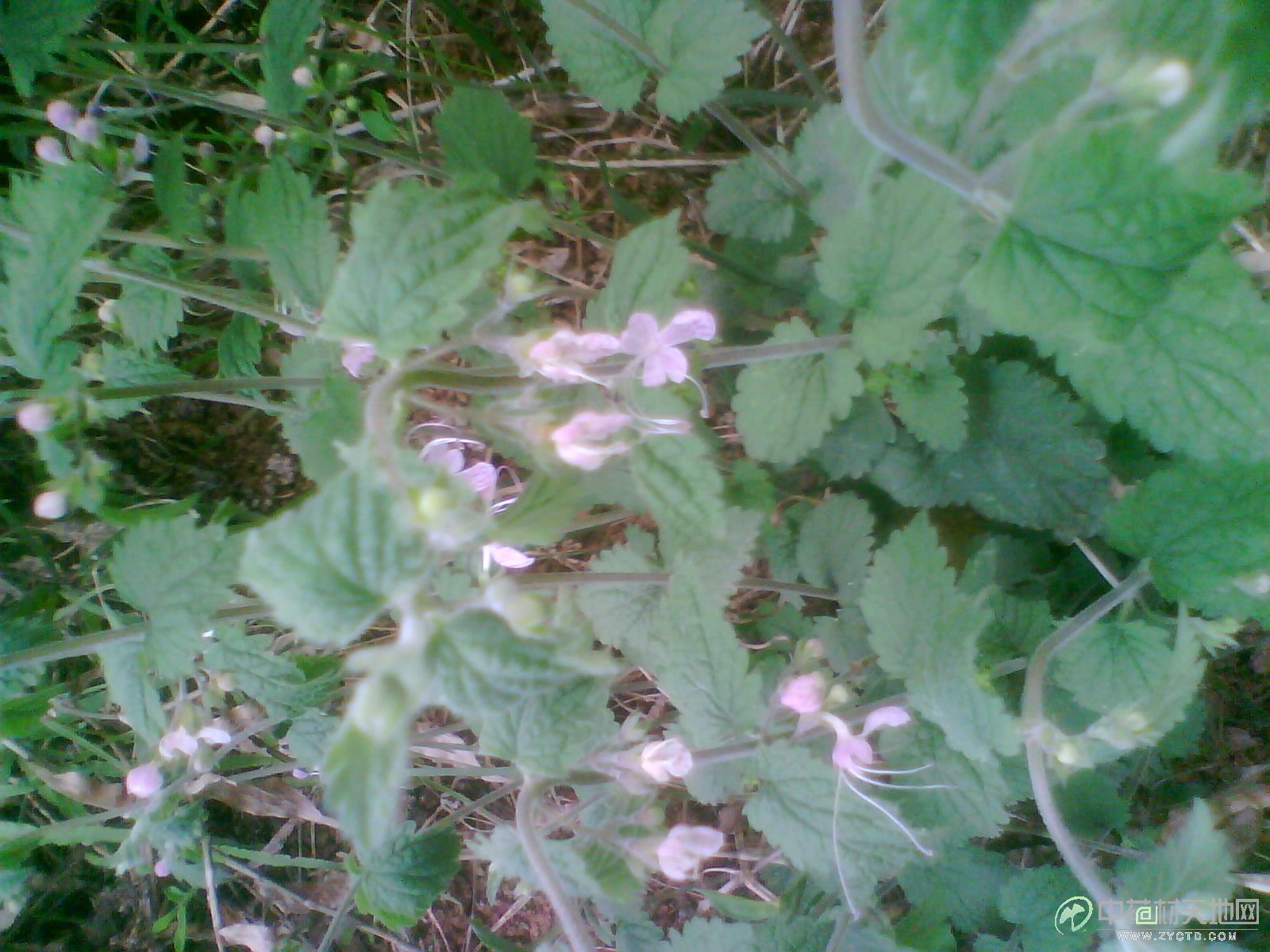  p data-id="gnbr18w0bq">六月寒,中药名.