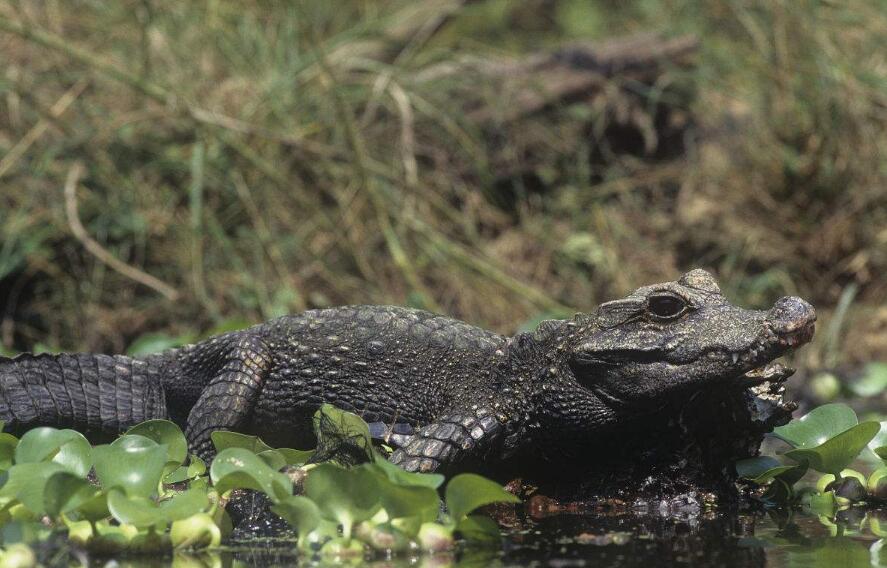 非洲侏儒鳄