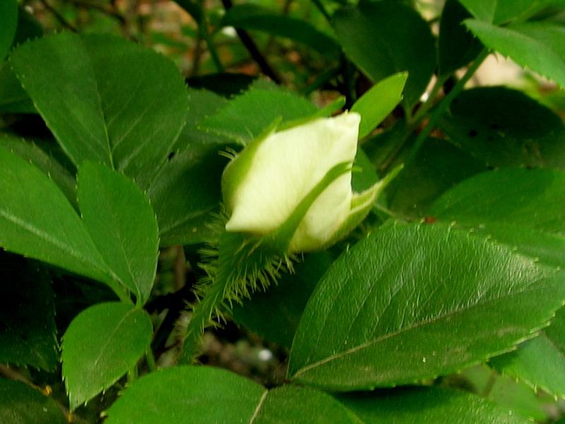 植株高可达5米;小叶片椭圆状卵形,倒卵形或披针状卵形,上面亮绿色