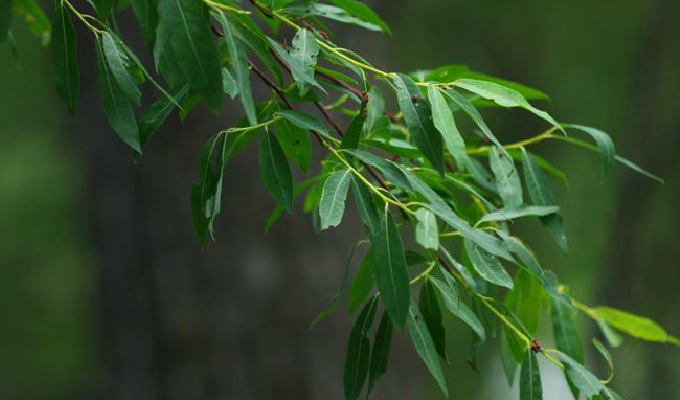 >杨柳目 /a> a target="_blank" href="/item/杨柳科">杨柳科 /a>乔木