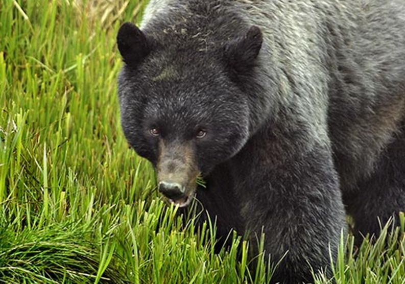  p>美洲黑熊(学名: i>ursus americanus /i>):属大型熊类,体型硕大