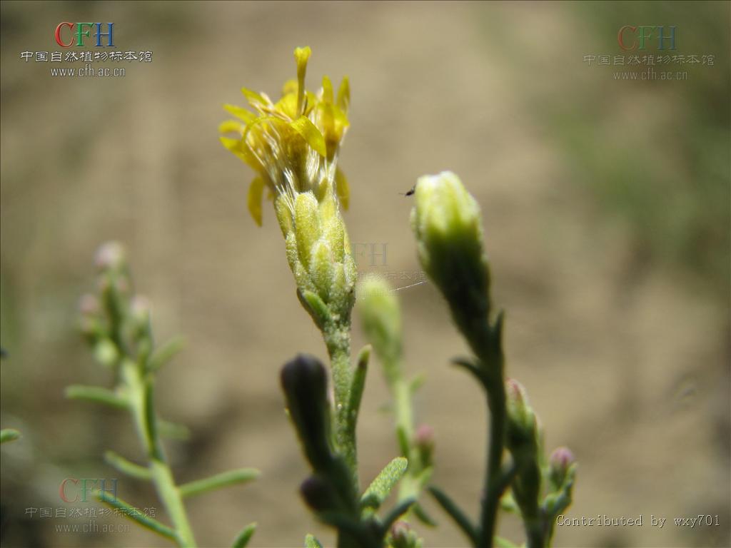  p>麻菀属(学名:linosyris cass.