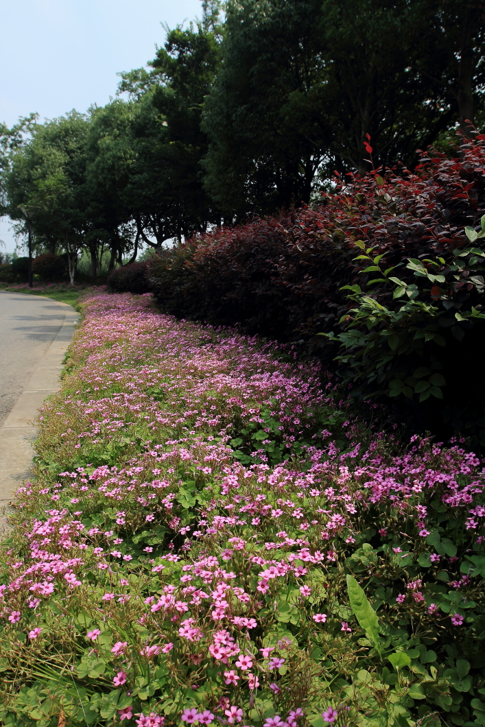 东起胜利村路南下,西至 a target="_blank" href="/item/苜蓿园大街