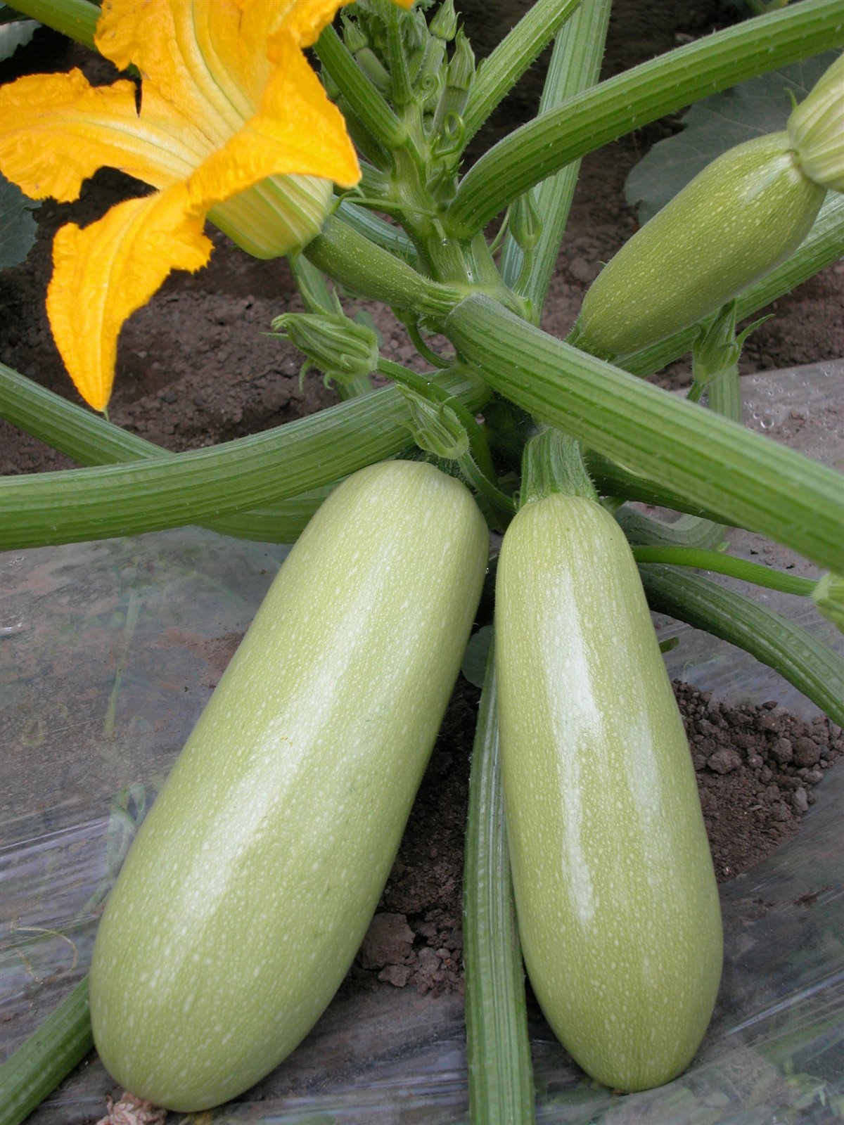  p>贝赛尔, a target="_blank" href="/item/西葫芦/647786" data