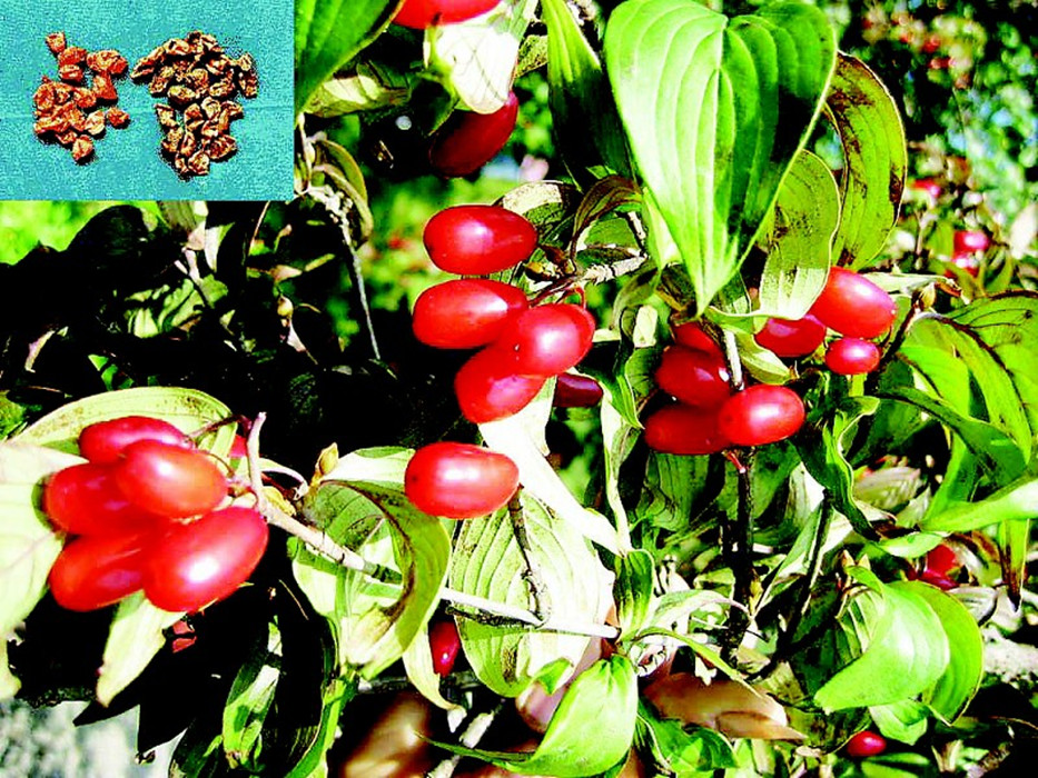  p>食茱萸为 a href="#">芸香科 /a> a href="#">落叶乔木 /a>,具有