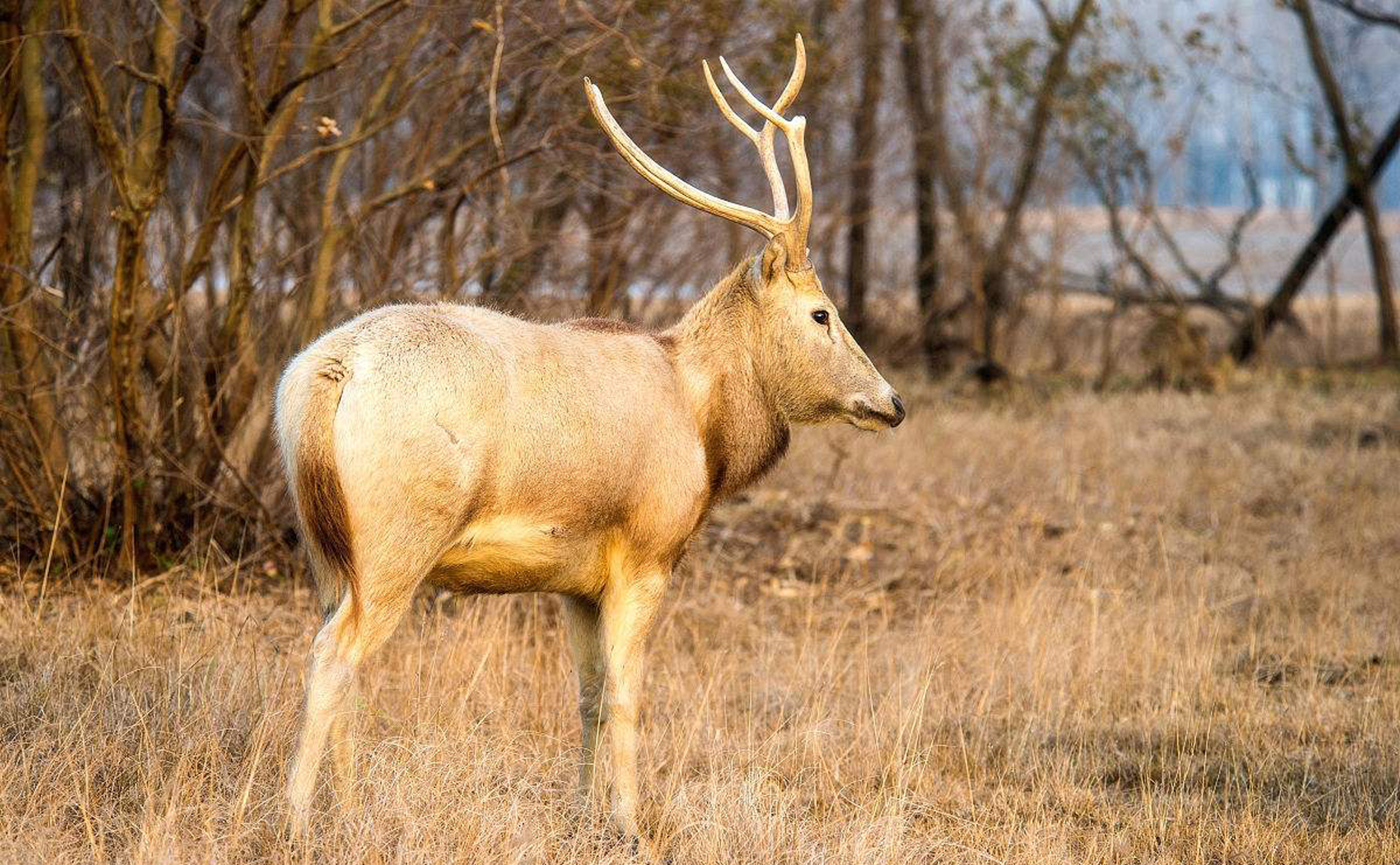 江苏大丰麋鹿国家自然保护区