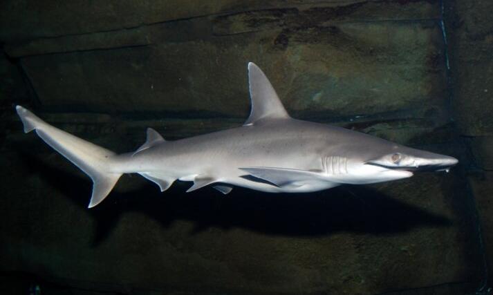 双髻鲨(学名: i>sphyrna tiburo /i>)是双髻鲨科,双髻鲨属的一种鱼类