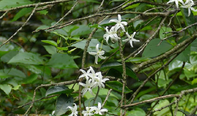  p>黑鳗藤属,15种,分布于泰国,印度尼西亚,马来西亚,古巴和马达加斯加
