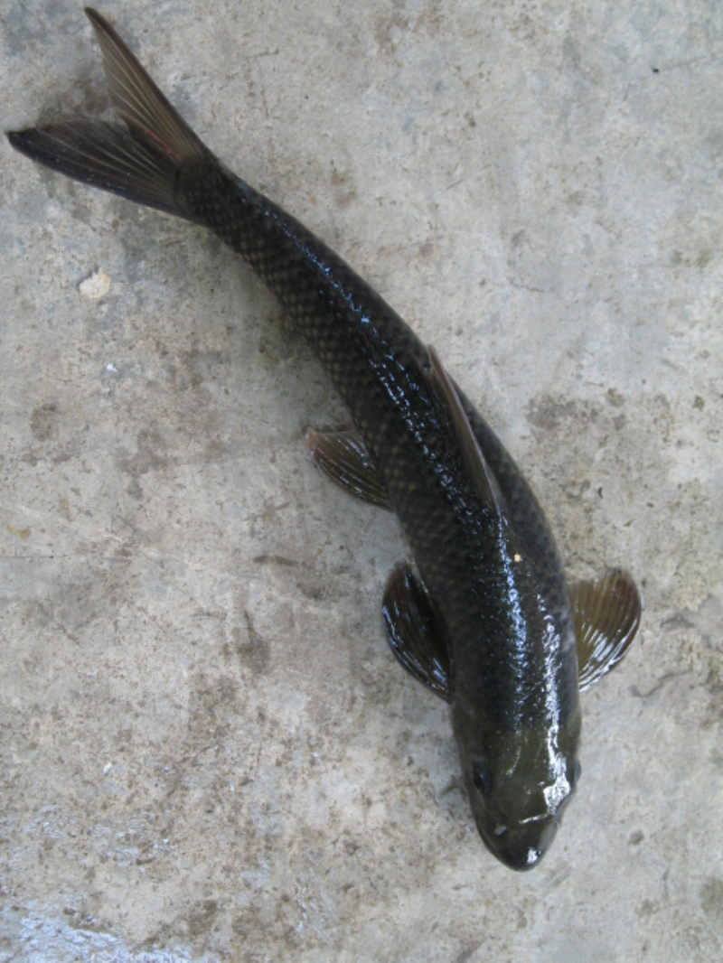  p>唇鲮(学名: i>semilabeo notabilis /i>)是鲤科,唇鲮属鱼类.