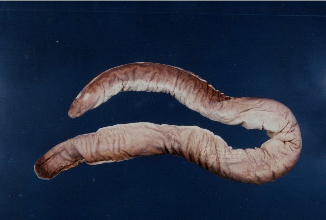 inshore hagfish