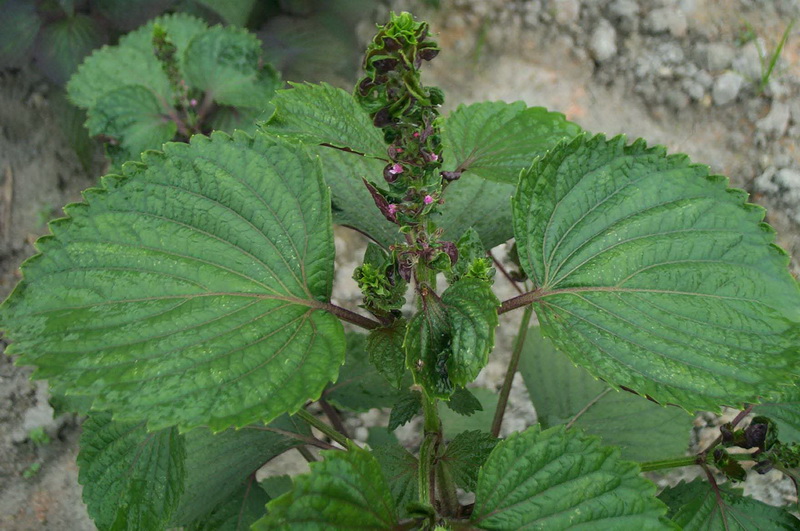  p data-id="taevjvmtb3db">苏子是唇形科紫苏属一年生草本植物紫苏的