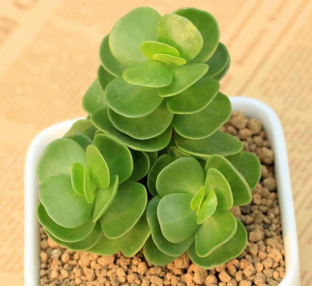  p data-id="gncn7b5bde">圆贝马齿苋(学名: i>portulaca /i>  i>