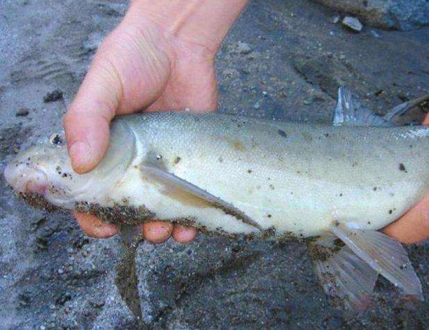  p>凤台淮王鱼,安徽省 a target="_blank" href="/item/凤台县