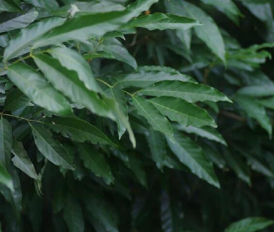 hort.)是楝科割舌树属植物.乔木,高可达15米;枝褐色,无毛.