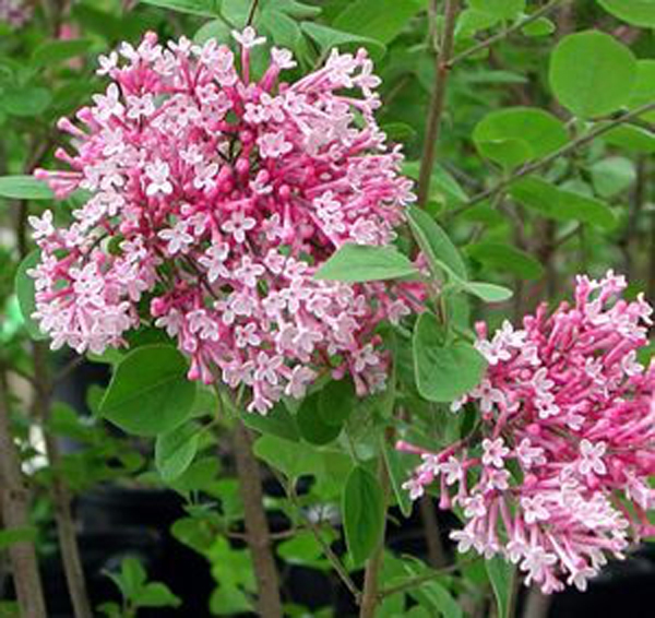  p>小叶巧玲花( a href="#">亚种 /a>)(学名: i>syringa pubescens /i