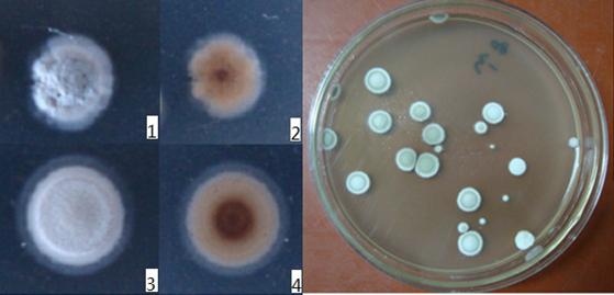 湿链霉菌抗瘤变种