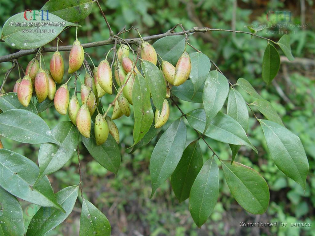  p>红叶藤属( a target="_blank" href="/item/学名/8074290" data